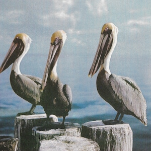 Pellicani nella Florida tropicale - Cartolina d'epoca
