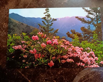Mountain Laurel & Rhododendron on Alum Cave Bluff Trail - Great Smoky Mountains National Park - Vintage Postcard