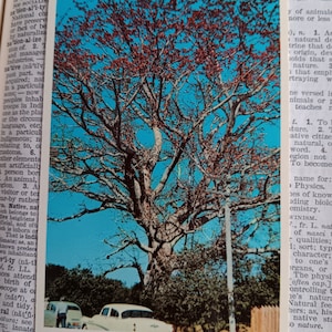 El árbol Kapok - Clearwater, Florida - Postal vintage