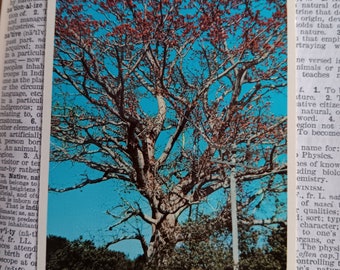 The Kapok Tree - Clearwater, Florida - Vintage Postcard