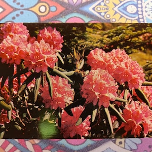 Rododendro roxo em plena floração nas montanhas do sul dos Apalaches - Cartão postal vintage