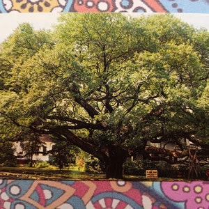 The Big Oak - Thomasville, Géorgie - Carte postale vintage