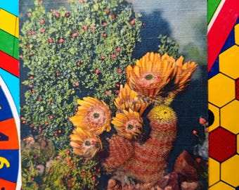 Rainbow Cactus - Vintage Postcard