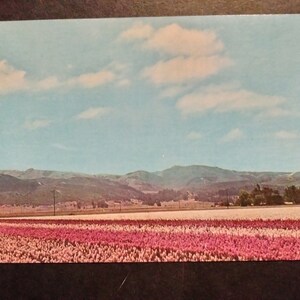 Champs de fleurs près de Lampoc, Californie - carte postale vintage