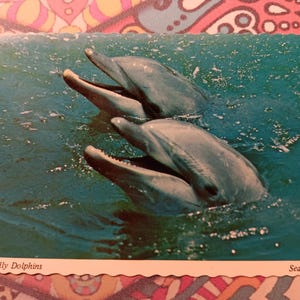 Dolphins amicaux à Sea World - carte postale ancienne