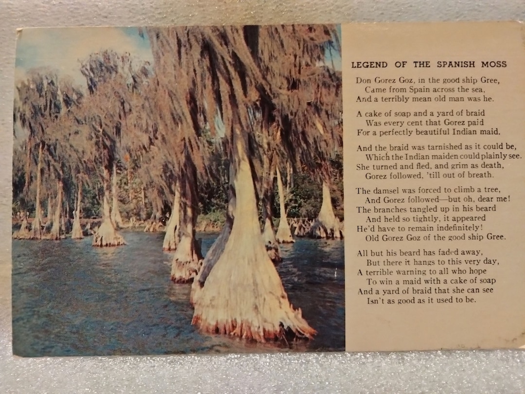 Legend of the Spanish Moss Vintage Postcard Etsy