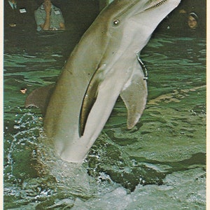 May include: A gray dolphin swims in a pool of water. The dolphin is jumping out of the water with its mouth open. The text "DOLPHIN AQUARIUM OF NIAGARA FALLS, U.S.A." is printed below the image.