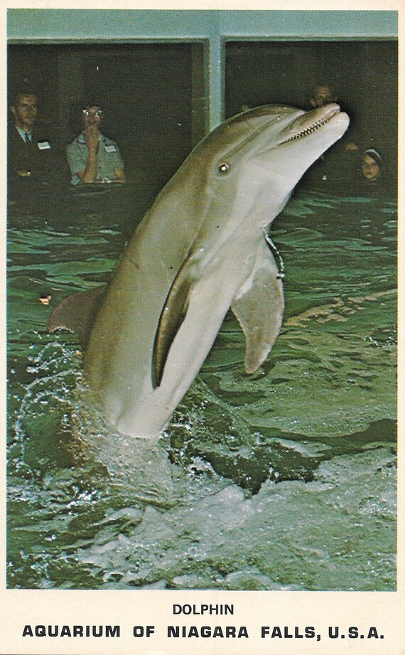 Dolphin - Aquarium of Niagara Falls - New York - Vintage
