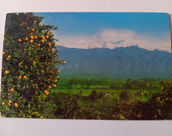 Oranges & Snow - Vintage Postcard