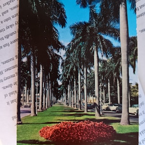 Avenida de Royal Palms - Fort Myers Beach, Florida - Postal Vintage