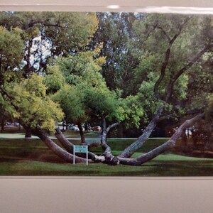 Octopus Tree sur le campus de l'Université du Wyoming - carte postale vintage