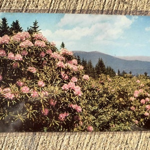 Rododendro Roxo em plena floração nas Montanhas Apalaches do Sul - Cartão Postal Vintage
