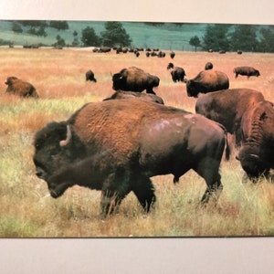 Buffle ou bison dans le parc d'État de Custer - carte postale vintage