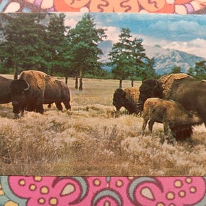 Troupeaux de bisons - Réserve de gibier de Wild Cat Hills au Nebraska - Carte postale ancienne