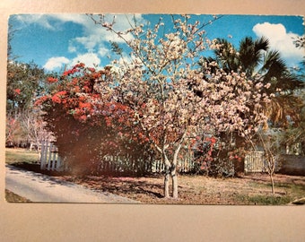 The Orchid Tree in Emerald Triangle of South Texas - Vintage Postcard