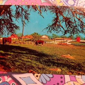 Salutations du merveilleux Wyoming - carte postale vintage