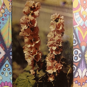 Rose trémière sauvage de la famille des mauves - Parc National de Yellowstone - Carte postale vintage
