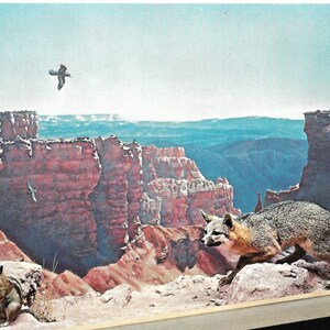 Renard gris et écureuil terrestre à manteau doré - Exposition du centre d'accueil - Parc national de Bryce Canyon, Utah - carte postale vintage