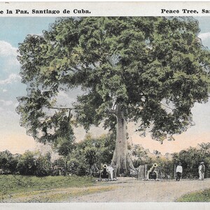Cartão Postal Árvore da Paz - San Juan - Vintage
