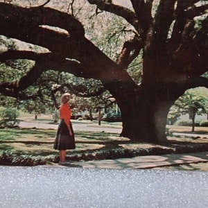 The Big Oak - Thomasville, Géorgie - carte postale vintage