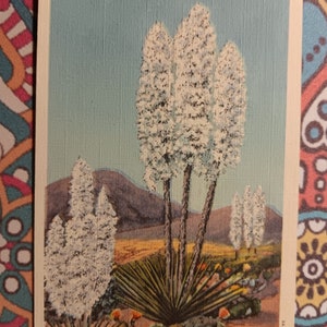 Cartão Postal Yucca - Flor do Deserto - Vintage 1947