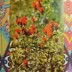 Cartão Postal Pincel Indiano (Castilleja) Flor do Estado de Wyoming - Vintage
