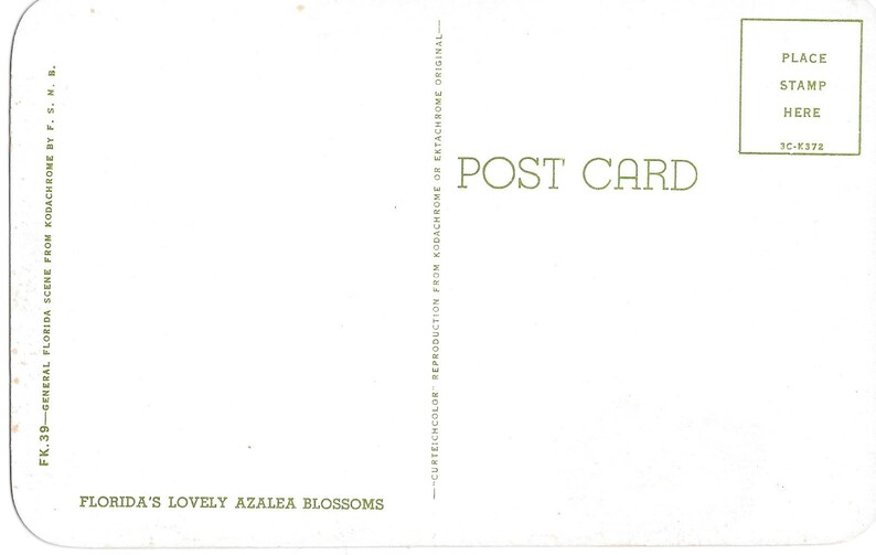 Florida/'s Lovely Azalea Blossoms Vintage Postcard
