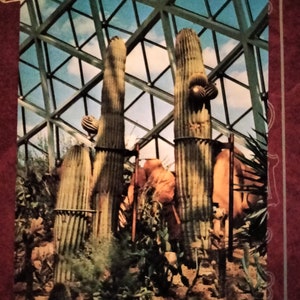 Vista do Deserto Americano no Arid Dome - Mitchell Park Conservatory - Milwaukee, Wisconsin - Cartão Postal Vintage