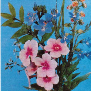 Collection d'articles de modèles de plantes en verre - Musée botanique, Université Harvard - carte postale vintage
