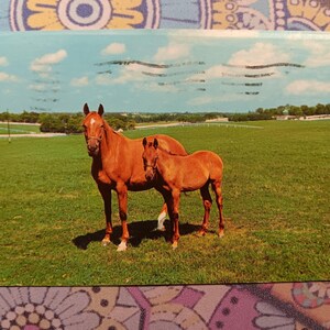 Madre e hijo: pura sangre de Kentucky en el famoso país de Blue Grass: postal antigua