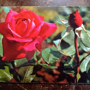 Rosas - Cartão postal vintage de 1972