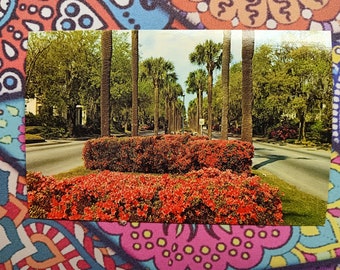 Victory Drive - Savannah, Georgia - Vintage Postcard