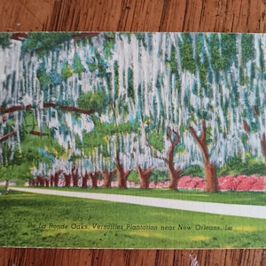 Cartão Postal De La Ronde Oaks - Plantação de Versalhes perto de Nova Orleans, Louisiana - Vintage de 1947