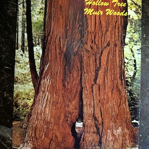 Carte postale vintage Arbre creux - Muir Woods dans les séquoias de Californie-