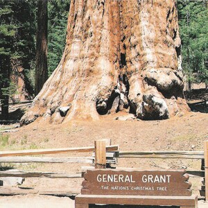 Cartão Postal General Grant Lee - Parque Nacional Kings Canyon - Califórnia - Vintage