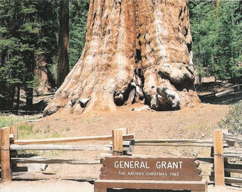 General Grant Tree - Kings Canyon National Park - California - Vintage Postcard