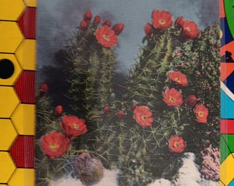 Cactus de arenas blancas - Postal antigua