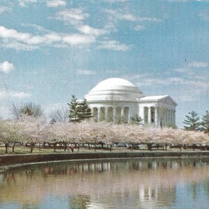 Jefferson Memorial avec des cerisiers en fleurs - carte postale vintage