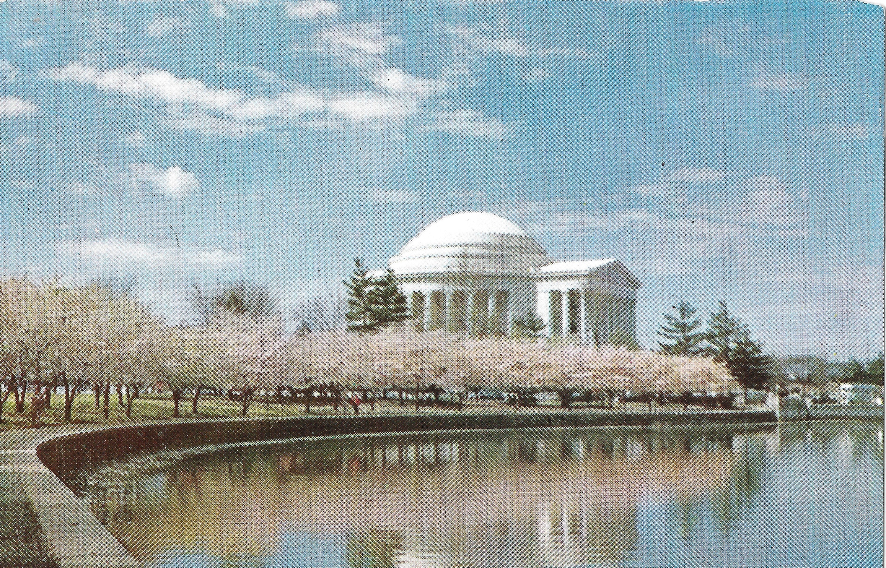 Jefferson Memorial with Cherry Trees in Bloom - Vintage Postcard
