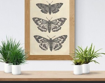 Vintage Butterfly and Moth Prints: Junk Journal Ephemera, Wall Art (Digital Download PRINTABLE ART)