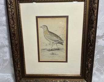 Original 1830s - Hand-Colored Bird framed Print Plate XXVII - The Naturalists Library - William Home Lizars - William Jardine
