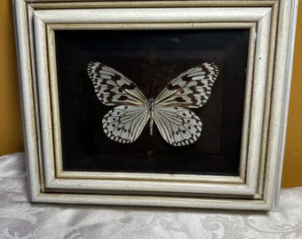 May include: A framed butterfly specimen. The butterfly has white and black patterned wings, displayed against a dark background. The frame is white with a distressed finish, adding a vintage aesthetic. The artwork is encased in a rectangular frame.