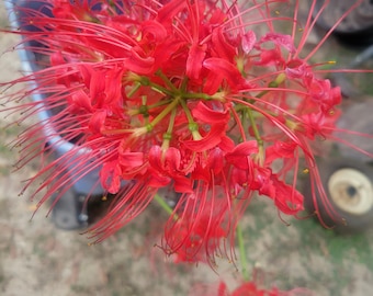 10 Große Heirloom-Spinnen-Lilly-Zwiebeln frisch nach Kauf ausgegraben Lycoris radiata