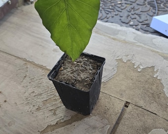 Elephant Ear 8" Live Plant Taro
