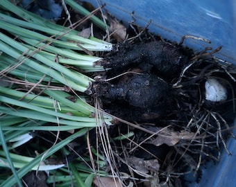 100X Red Spider Lillys Bulbs,Surprise Lilly,Hurricane Lilly, Naked Ladies,