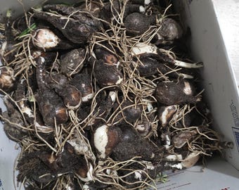 50X Red Spider Lilly Bulbs