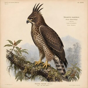 Könnte beinhalten: Eine wissenschaftliche Illustration im Vintage-Stil eines Java-Adlers, beschriftet als Nisaetus bartelsi, der auf einem moosigen Ast sitzt. Der Vogel hat ein dunkelbraunes Gefieder, einen markanten Kamm, gelbe Krallen und einen gestreiften Schwanz.