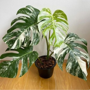 Rare Monstera White Tiger Albo Variegated Cutting | Tropical Aroid Starter Plant