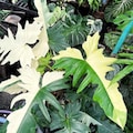 Philodendron Golden Dragon Live Plant Variegated Rare Plant Top Rooted Cutting indoor product logo