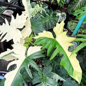 Philodendron Golden Dragon Live Plant Variegated Rare Plant Top Rooted Cutting indoor